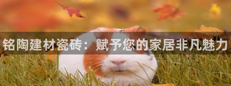 杏鑫平台代理注册